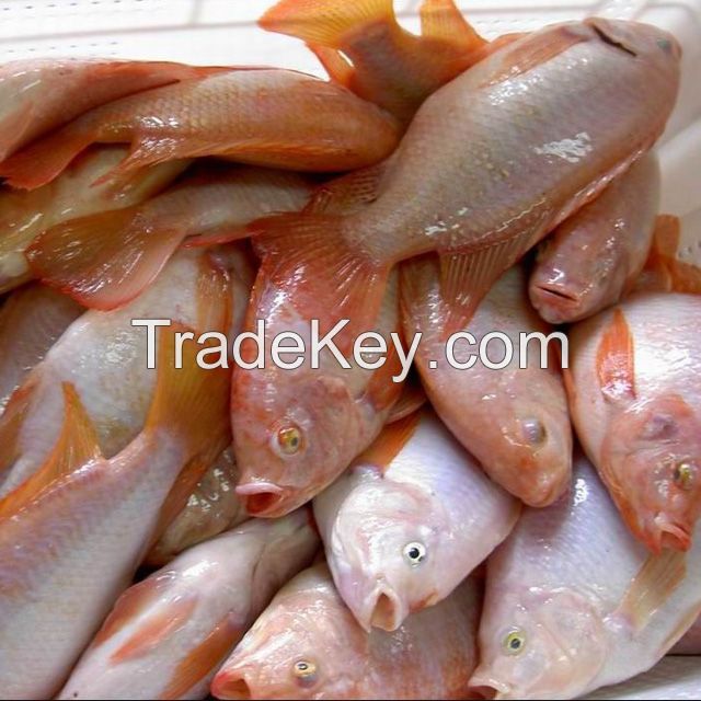 New Arrival  Frozen Whole Round Fish  Fresh Red  Tilapia