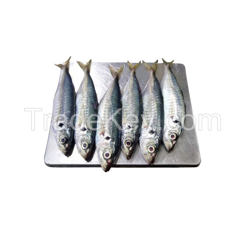 Seafoods and frozen food Frozen round scad fish for sale
