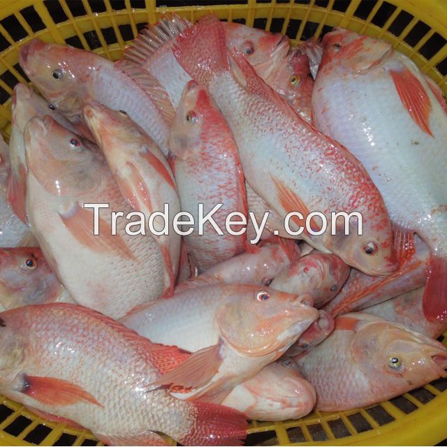 New Arrival  Frozen Whole Round Fish  Fresh Red  Tilapia