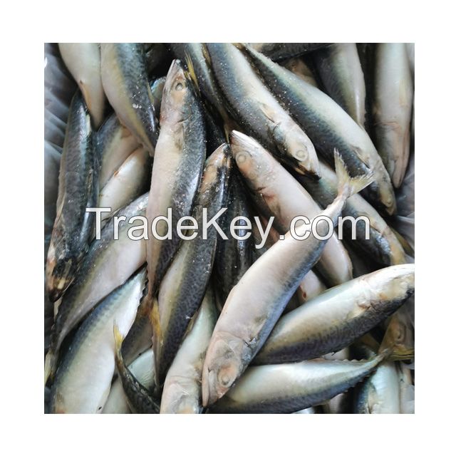 Frozen Fish Pacific Mackerel Species Scomber Japonicus