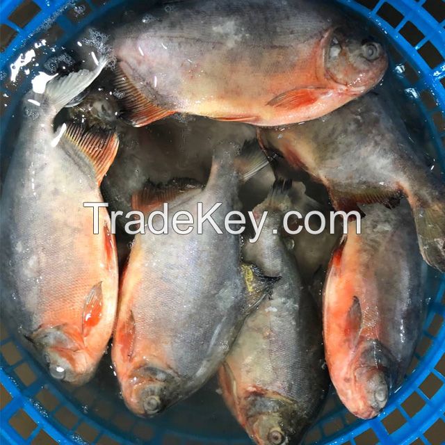 Frozen Fish Suppliers Fresh Red Pomfret Red Pacu Fish