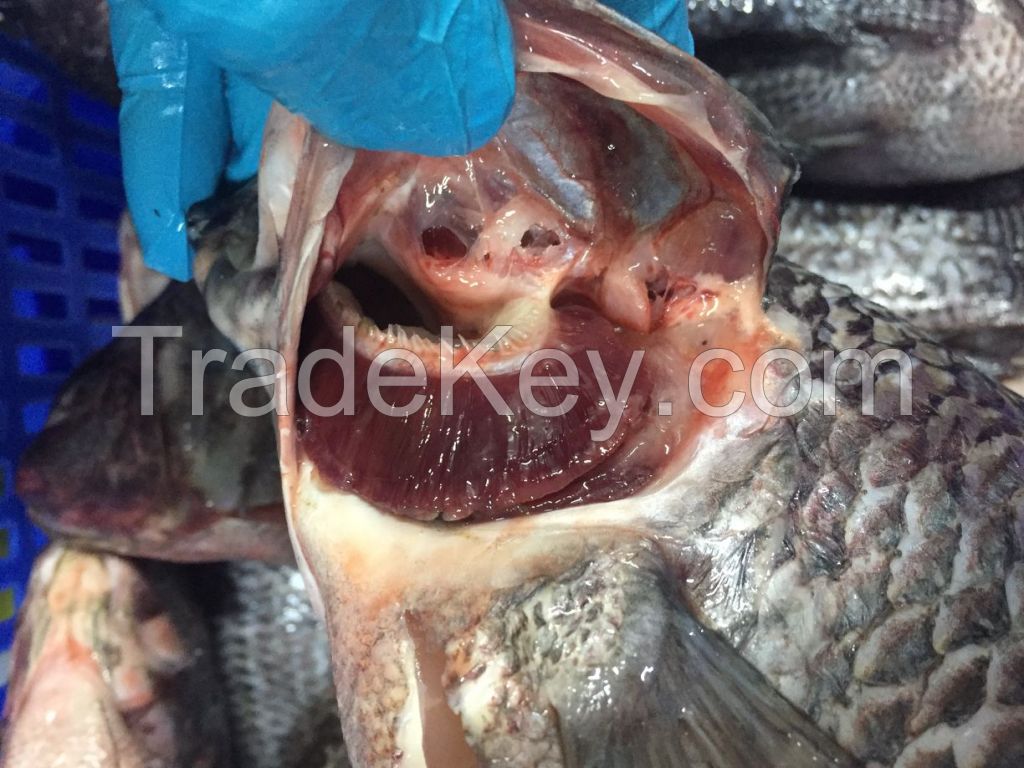 China Live Frozen Tilapia Fish Exporters 