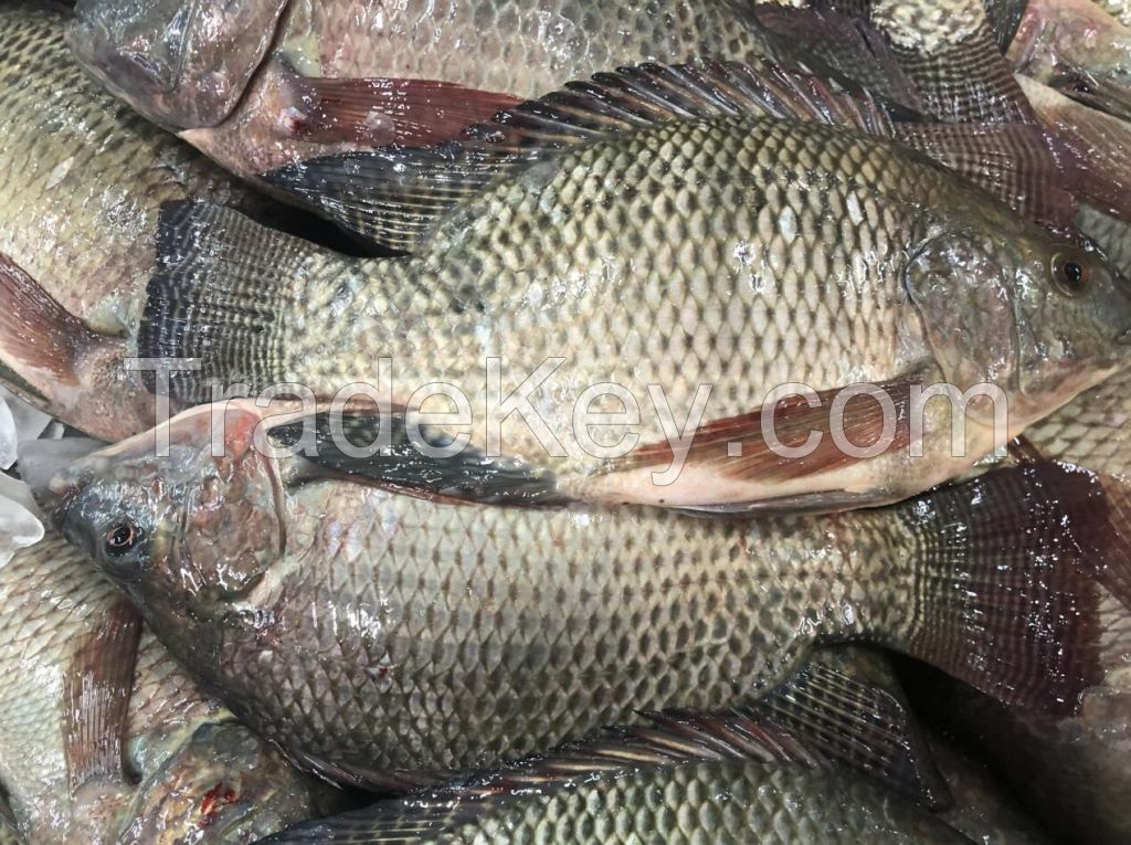 China Live Frozen Tilapia Fish Exporters 