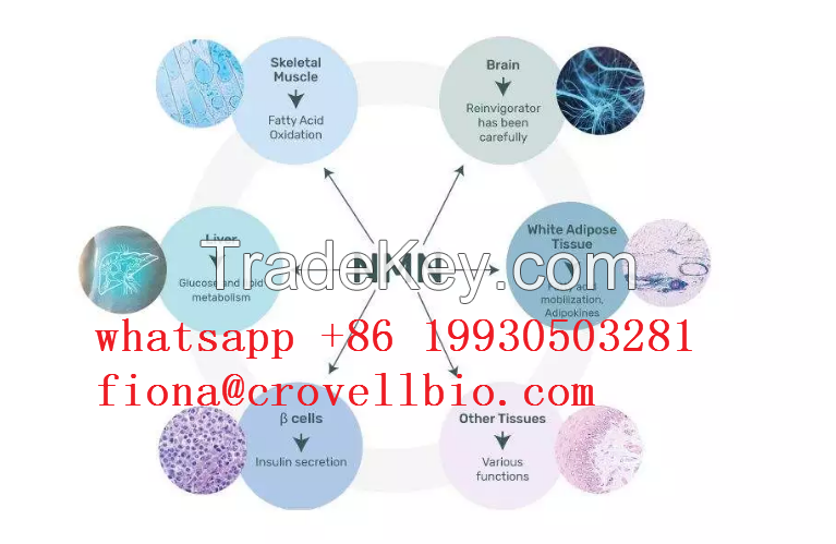 Beta-Nicotinamide Mononucleotide Pharmaceutical from china suppler 