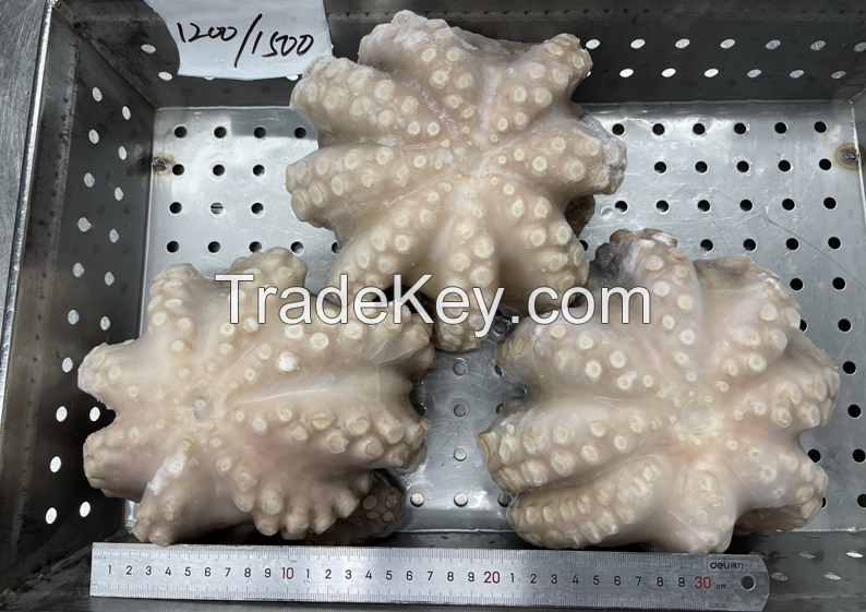 Whole Round Flower Sharp Raw Octopus (Octopus Vulgaris)