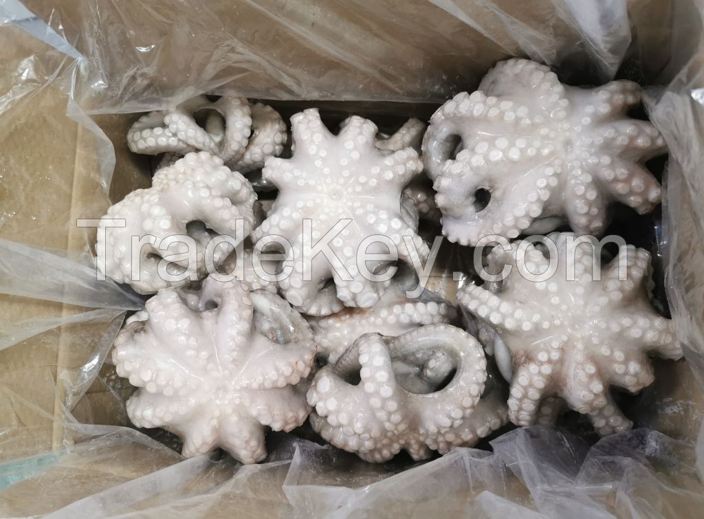 Whole Cleaned Octopus/ Cut Cooked Octopus/Whole Round Flower Sharp Raw Octopus/etc.(Octopus Vulgaris/Octopus Punctatus)