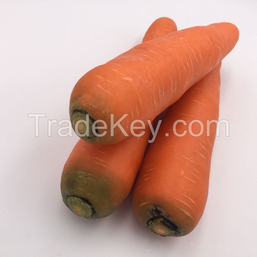 New crop fresh  vegetables wholesale carot/carrot seeds price of carrots in bulk for export in China