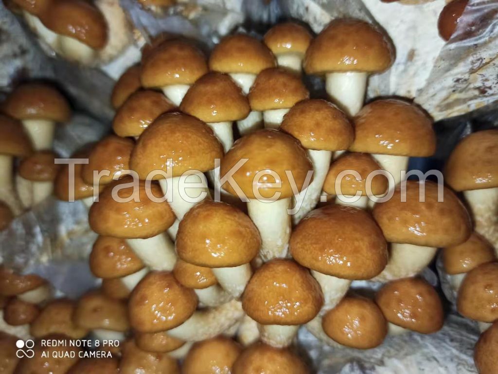 Oyster mushroom spawns,Shiitake mushroom spawns,Eryngii spawns,maitake spawns,Pioppino spawns,dried mushrooms