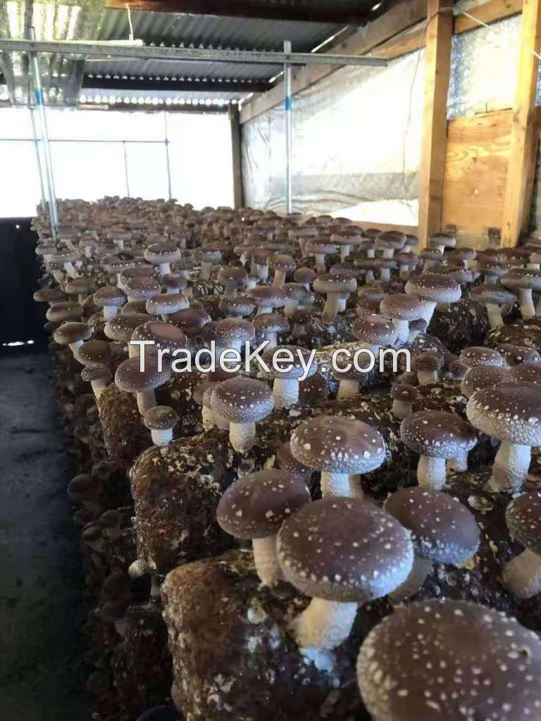 Oyster mushroom spawns,Shiitake mushroom spawns,Eryngii spawns,maitake spawns,Pioppino spawns,dried mushrooms