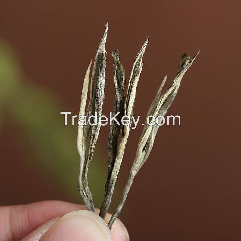 Wholesale Bulk Chinese Health Pre-Qingming Fragrant Yunnan Pine Needle Nutty Aroma Spring Green Tea