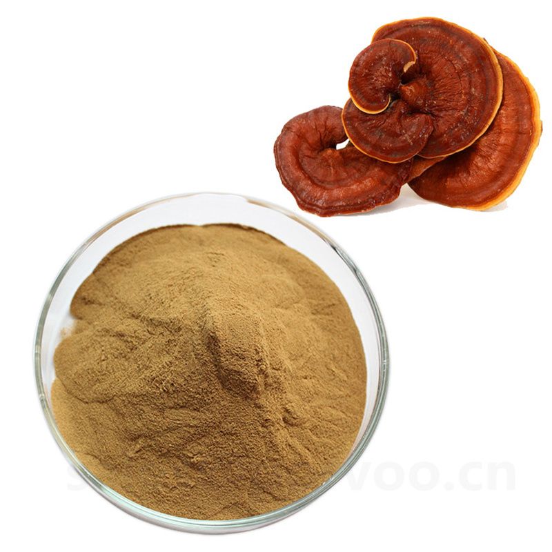 Wholesale Organic Ganoderma Extract, main functions of Ganoderma extract, Reishi mushroom Extract