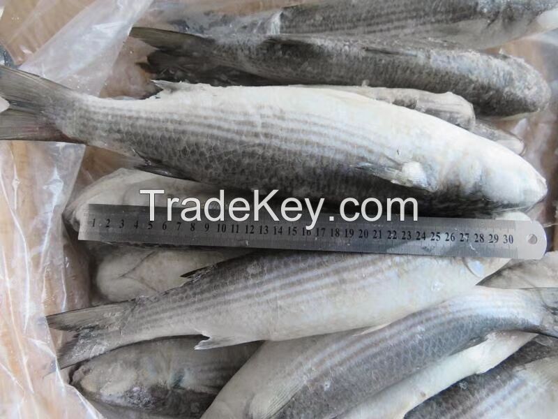 Frozen grey mullet