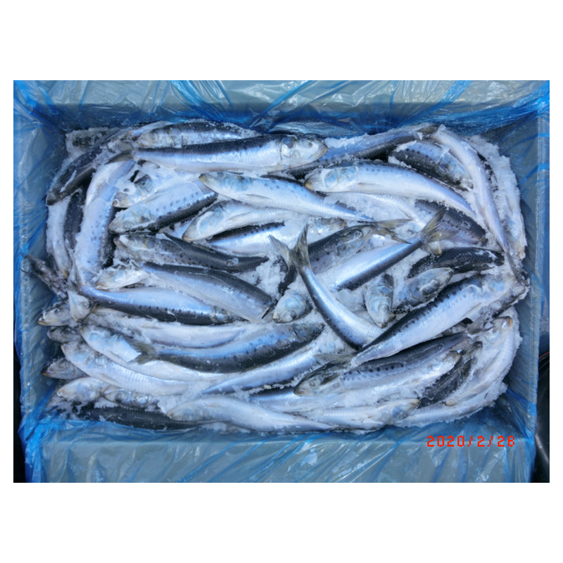 Frozen Sardine for Fish Bait Squid Bait