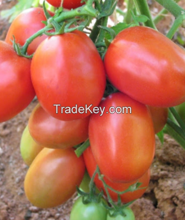 Determinate Oval Tomato Seeds Roma Type Hybrid