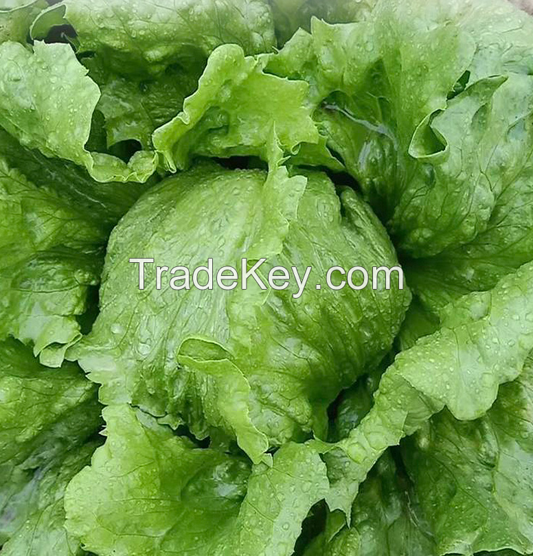 Heading Lettuce Seeds for Salad