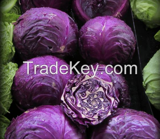 Heat and Cold Resistant F1 Hybrid Purple Cabbage Seeds