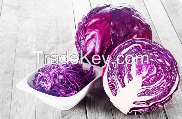 Heat and Cold Resistant F1 Hybrid Purple Cabbage Seeds