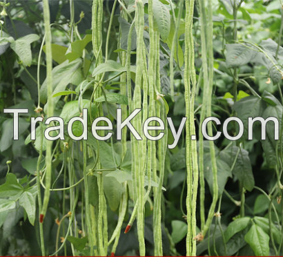 Early Maturity Aging Resistance Cowpea Seeds