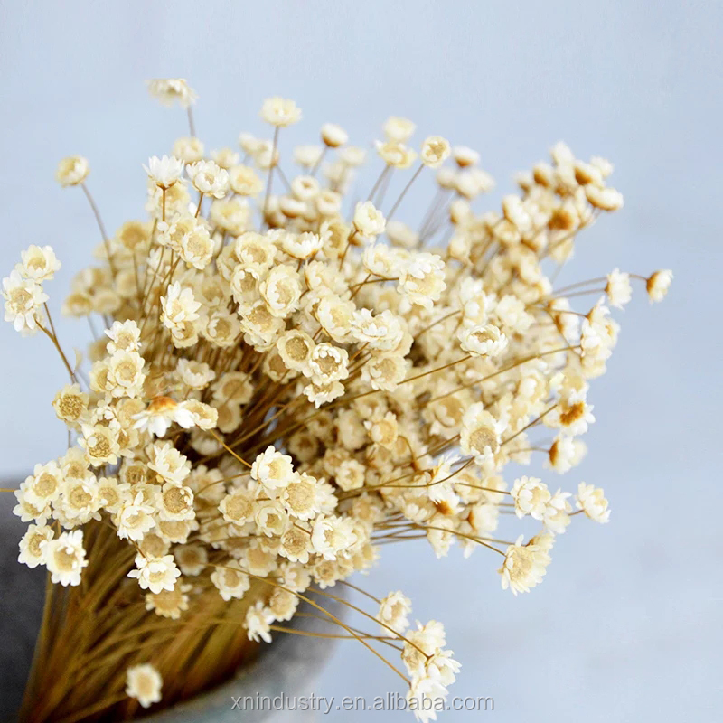 dried star ferry chrysanthemum dried flower gifts bouquet dried flower