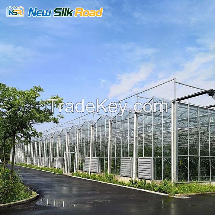 NSR Greenhouse Cheap Economical multi span Venlo Glass Greenhouse