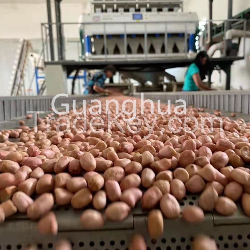 2021 New Crop Jumbo Peanut Kernels China Origin