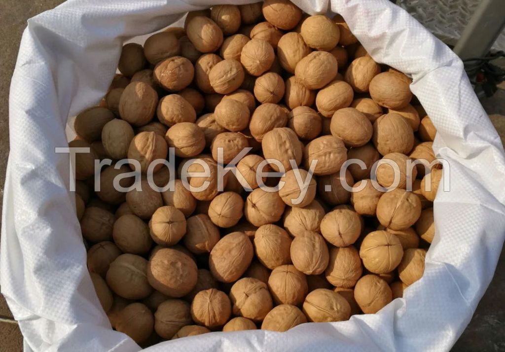 New Crop 2021 Washed Walnut 185 With Best Quality