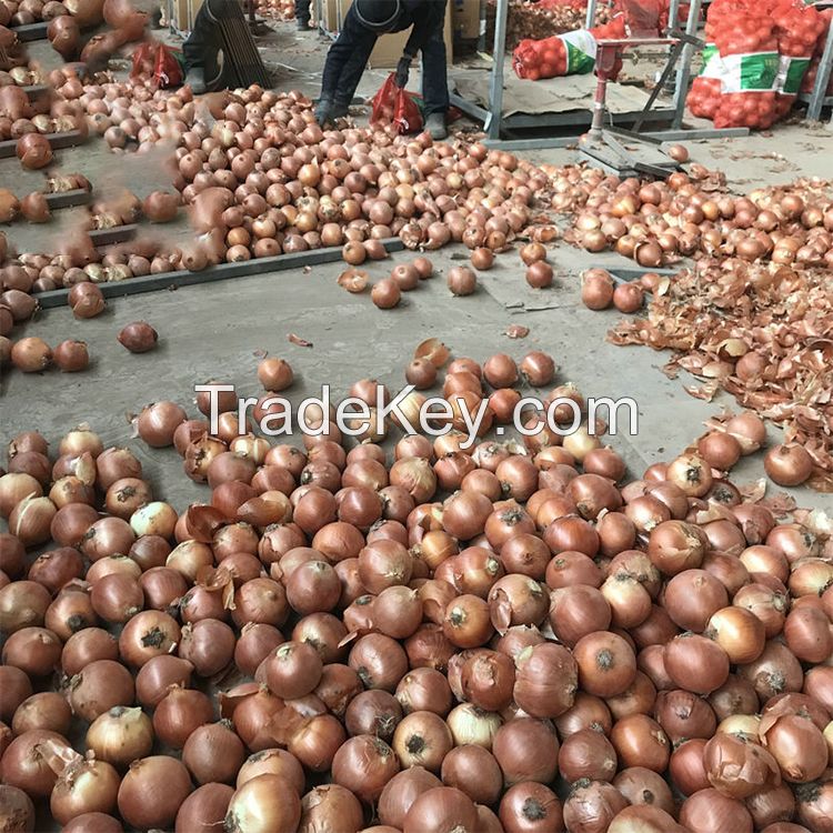 Fresh Onions China Origin 20kg Mesh Bag Fresh Yellow Onion Red Onion For Export