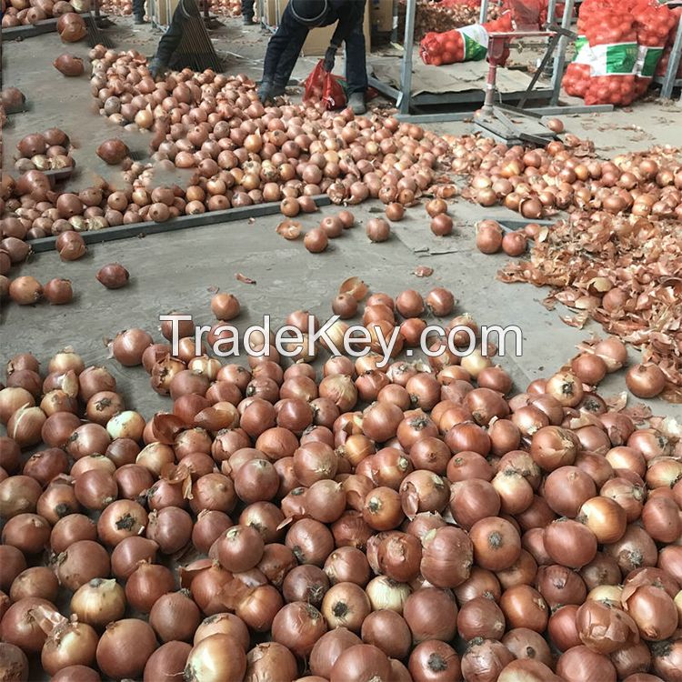 Fresh Onions China Origin 20kg Mesh Bag Fresh Yellow Onion Red Onion For Export