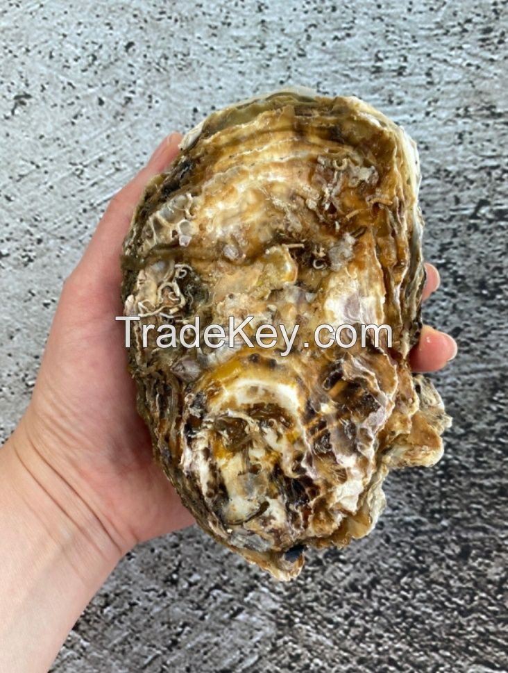 Fresh oyster(Pacific oyster) from South Korea