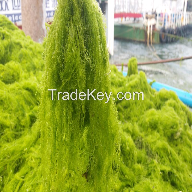 Natural Feed Green Algae Feed Seaweed Meal Enteromorpha