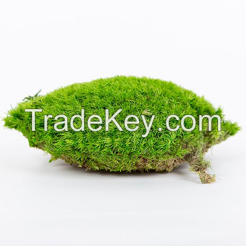New Eco-Friendly Wholesale Stabilized Preserved Mood Moss for Home Decoration