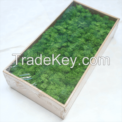 Hot Sale Natural Reindeer Preserved Moss High Home Office Decoration