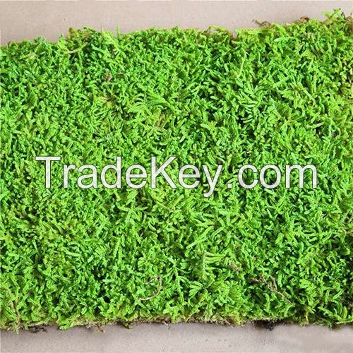 Wholesale Natural Green Flat Preserved Sheet Moss For Wall Decoration