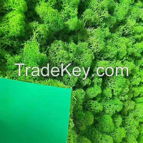 hot sale high quality Customizable moss green wall panel preserved