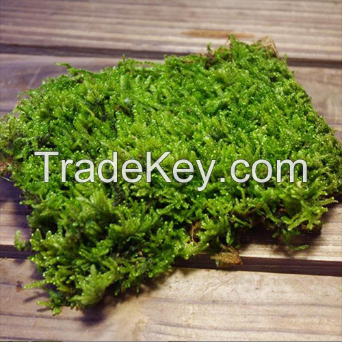 Guangzhou Manufacturer High Quality Best Preserved Sheet Moss