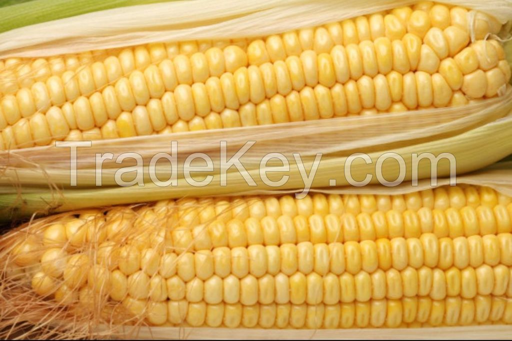 Fresh sweet soft waxy yellow corn