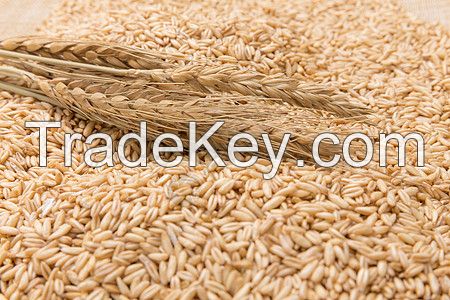 Organic natural grain wheat