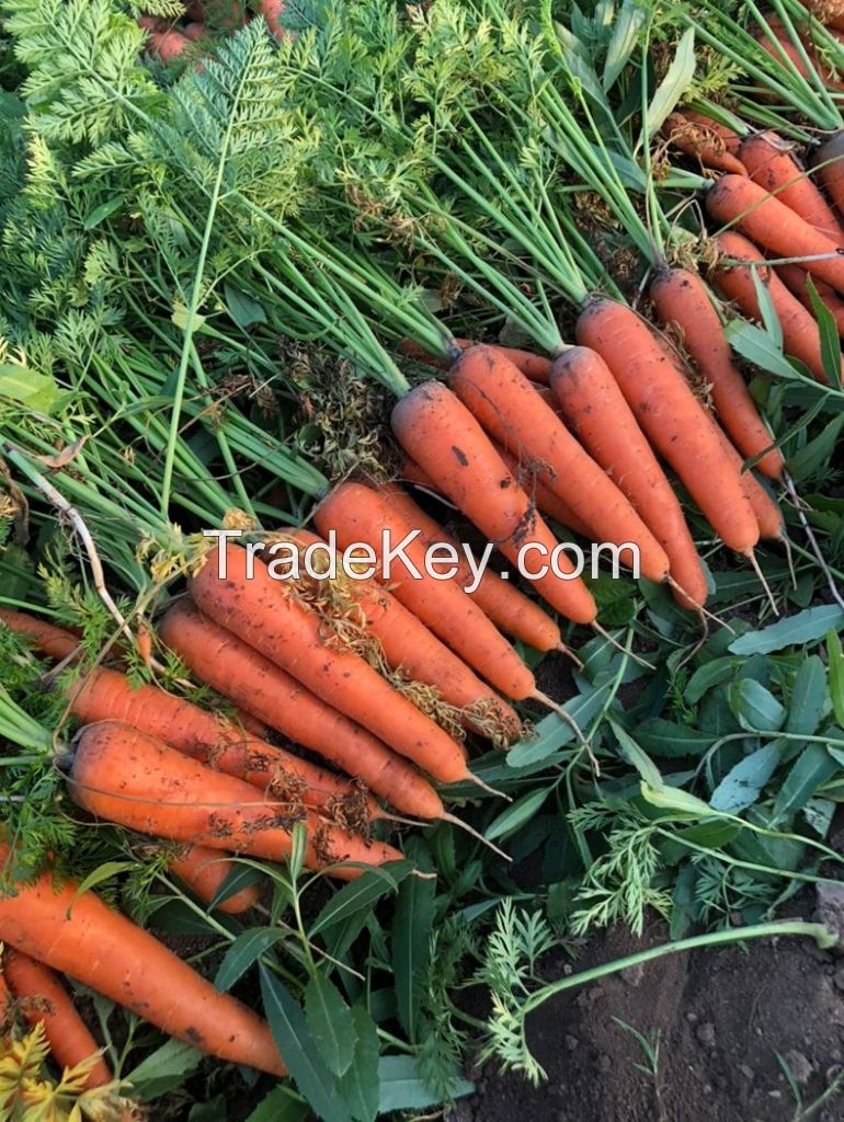 Organic New Crop Best Price Fresh Carrot 150g -250g in 10kg carton