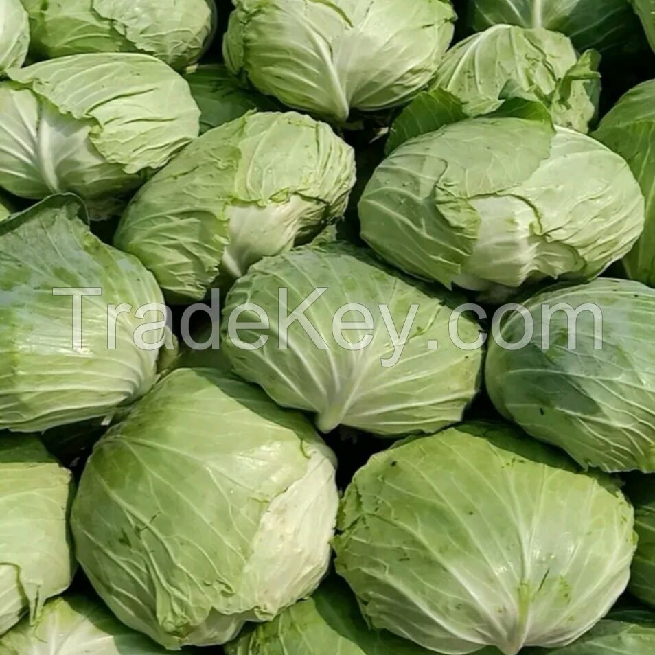 Hunan high quality fresh cabbage