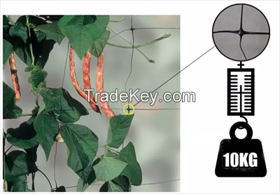 plastic trellis climbing vegetable plant net