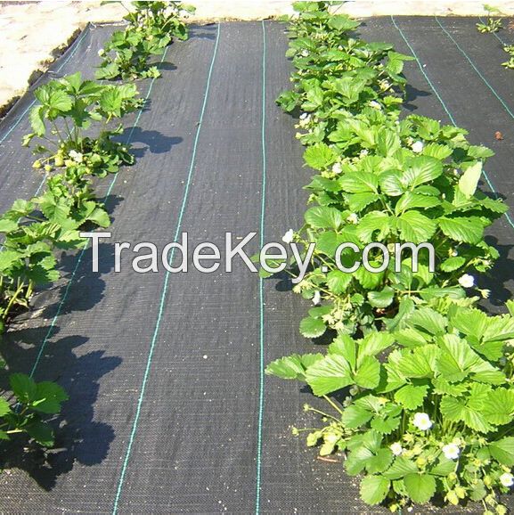 Weed Mat Ground Cover For Blueberry Anti Grass Cloth In Pv Anti Grass Cloth For Solar Power Plant Earth Net Fabric Weed Barrier