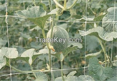 Plastic climbing plant support net for bean