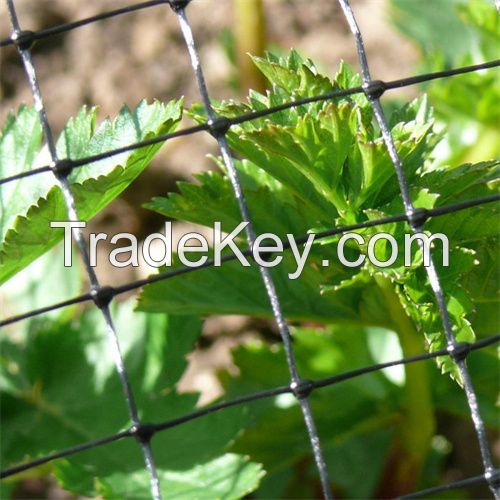 agricultural vineyard anti bird mesh