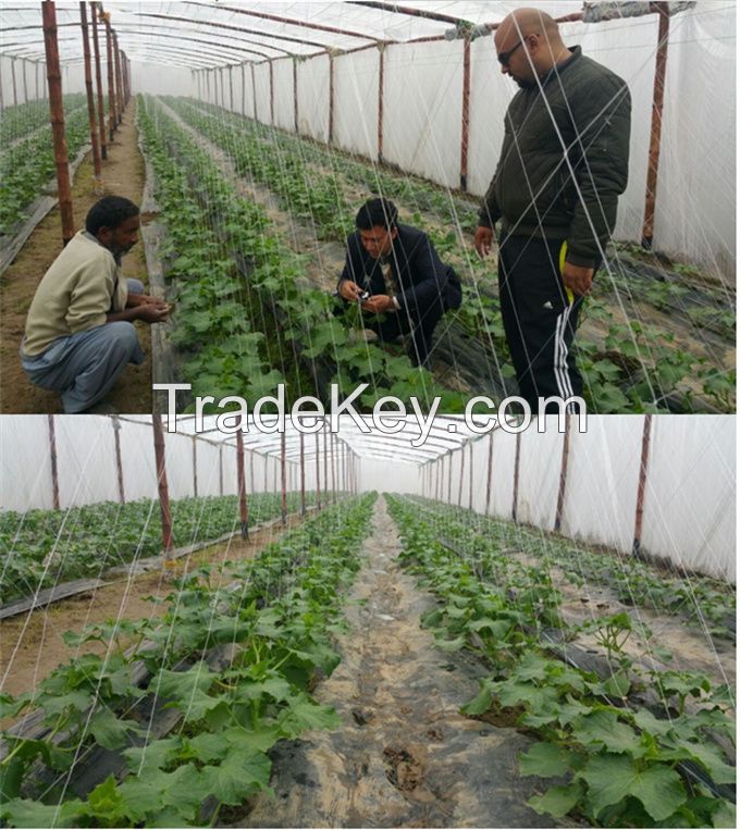Cucumber trellising system plant support net