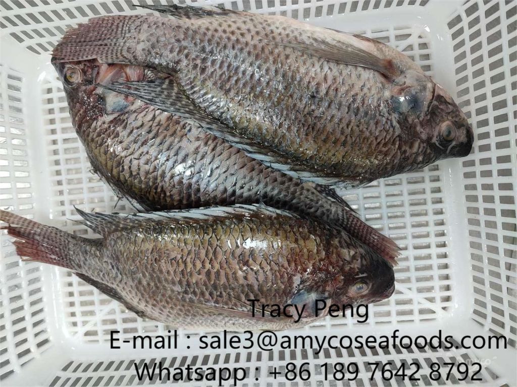 Tilapia Gutted and Scaled