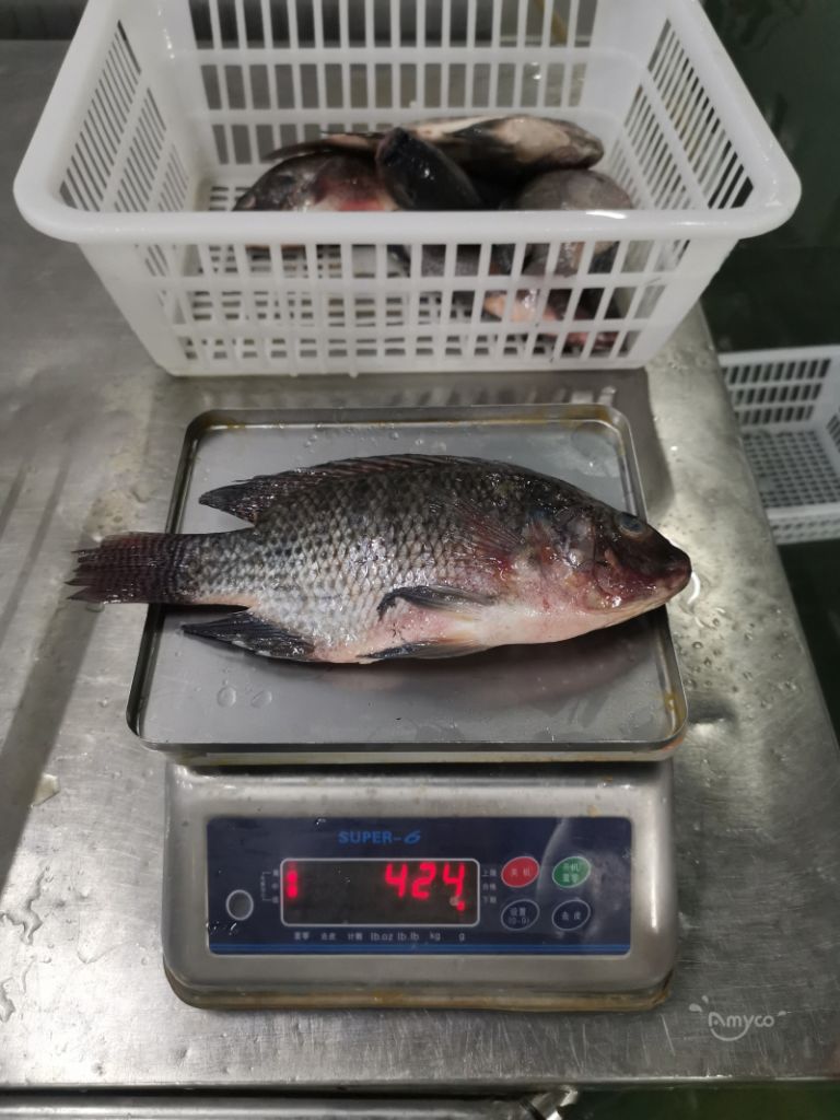 Tilapia WR fresh fish