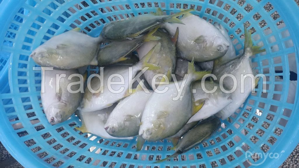 Golden pompano fresh and health from China