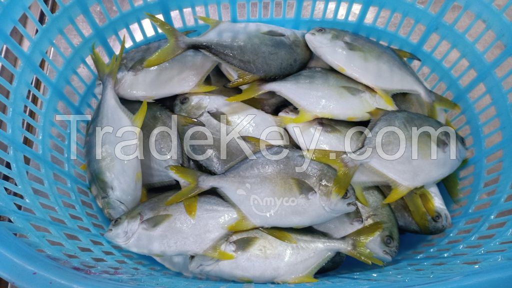 Golden pompano fresh and health from China