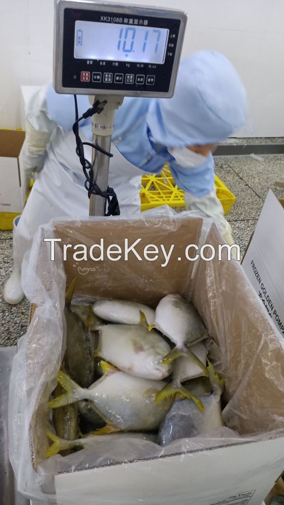 Golden pompano fresh and health from China