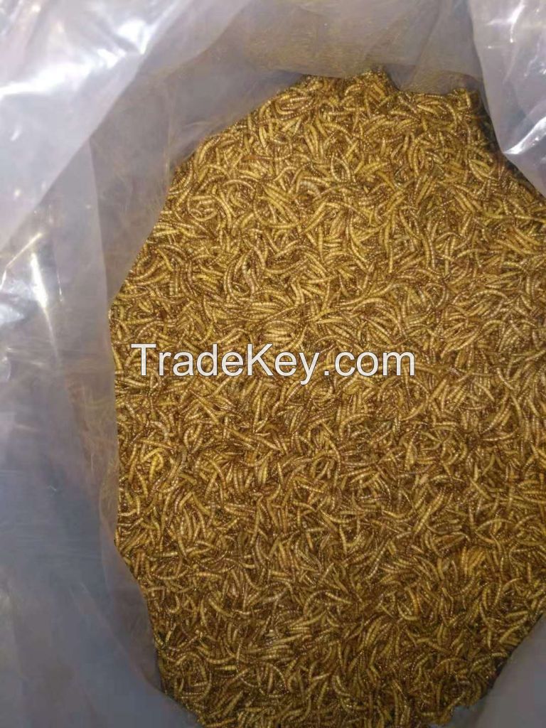 Dried mealworms for bird and fish
